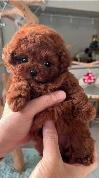 Poodle angle 3